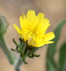 Picris pauciflora