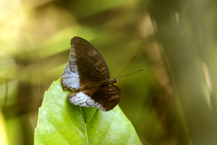 Tanaecia iapis puseda