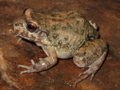 Leptodactylus syphax