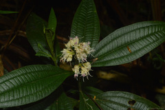 Miconia melastomoides