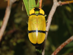 Temognatha pictipes