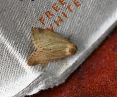 Photedes minima
