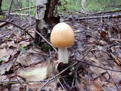 Amanita flavescens