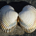 Common Cockle - Photo (c) Ryan Hodnett, some rights reserved (CC BY-SA)