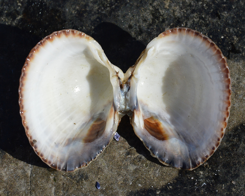 Common Cockle