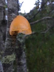 Aleurodiscus vitellinus