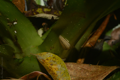 Meghimatium pictum