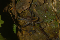 Guasuctenus longipes
