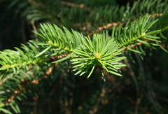 Picea polita