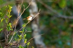 Prinia rufescens