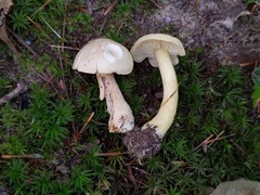 Tricholoma odorum