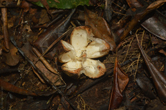 Cabralea canjerana