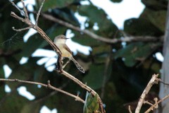 Prinia hodgsonii