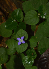 Coccocypselum geophiloides
