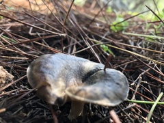 Melanoleuca brevipes