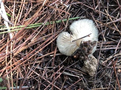 Melanoleuca brevipes