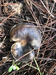 Melanoleuca brevipes