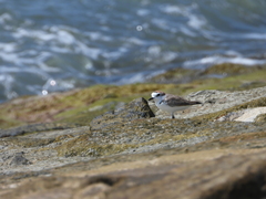 Charadrius dealbatus