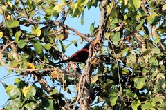 Centropus sinensis