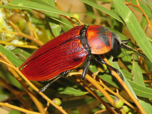 標本 Australia Themognatha heros 65mm Temognatha heros · iNaturalist