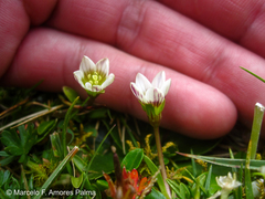 Gentianella limoselloides