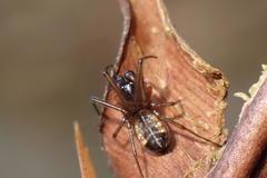 Prosoponoides sinense