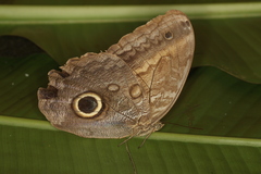 Caligo telamonius menus