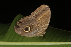 Caligo telamonius menus