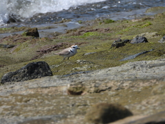 Charadrius dealbatus