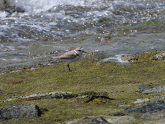 Charadrius dealbatus