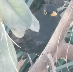 Turdus merula