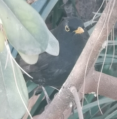 Turdus merula