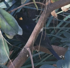 Turdus merula