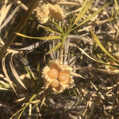 Acanthocarpus preissii