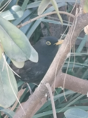 Turdus merula