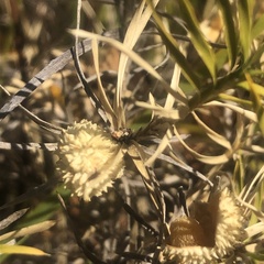 Acanthocarpus preissii