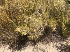 Acanthocarpus preissii