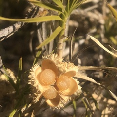 Acanthocarpus preissii