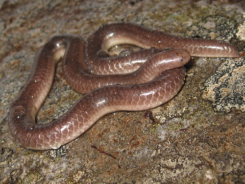 Trilepida jani