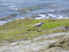 Charadrius dealbatus