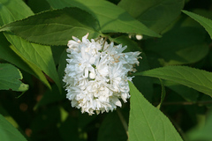 Deutzia candidissima