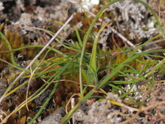 Gagea bohemica