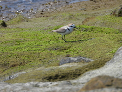 Charadrius dealbatus