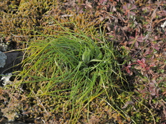 Gagea bohemica