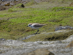 Charadrius dealbatus