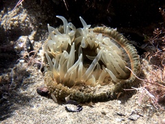 Parabunodactis imperfecta