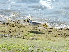 Charadrius dealbatus