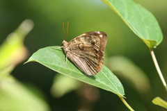 Opsiphanes invirae cuspidatus