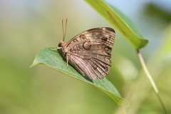 Opsiphanes invirae cuspidatus