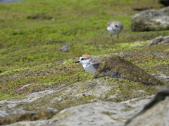 Charadrius dealbatus